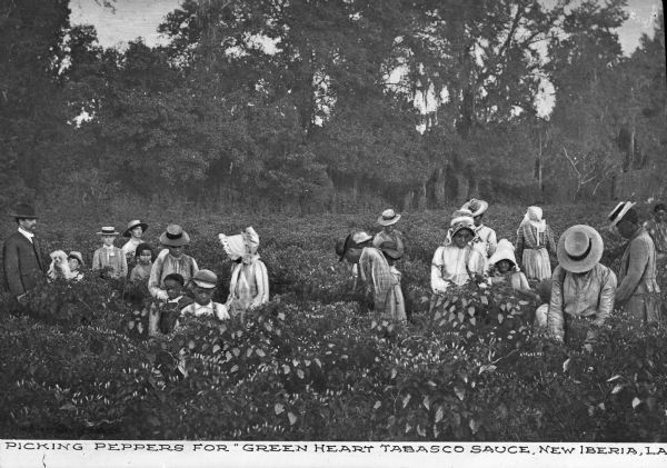 A group of men, women and children in a field. Caption reads: "Picking peppers for Green Heart Tabasco Sauce, New Iberia, LA."