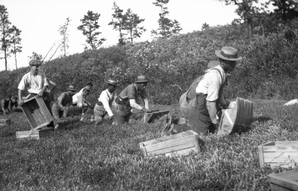 A group of men picking cranberries in a field.