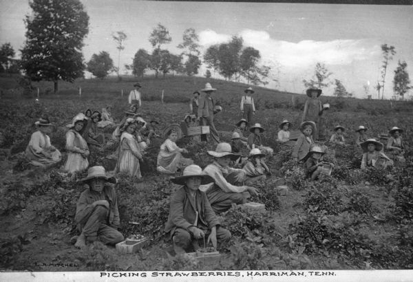 A view of men and a number of children picking strawberries in a field. Caption reads: "Picking Strawberries, Harriman, Tenn."