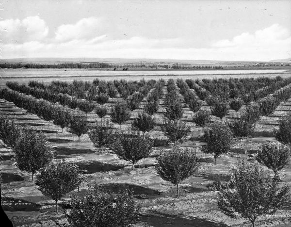 A view of a symmetrical rows of trees in an orchard on the plains.