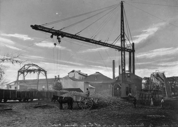 A view of a crane unloading sugar cane onto boxcars on a track at the Sugar House. Several men and two horses pulling a wagon are on the right.