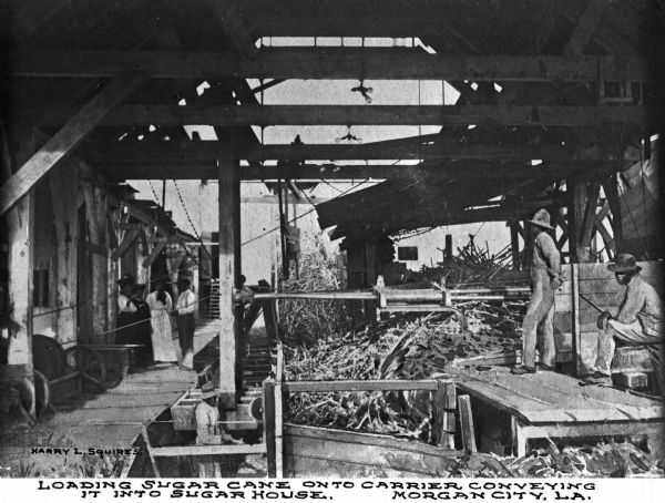 A view of men and women loading sugar cane onto the carrier conveying it into the sugar house. Caption reads: "Loading Sugar Cane Onto Carrier Conveying It Into Sugar House. Morgan City, LA."