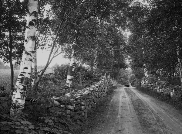 A view looking down Glassner Road, bordered by stone walls and birch trees on both sides.