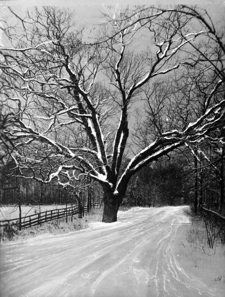 A view of a snow-covered road featuring a large oak tree and a fence to one side of the road.