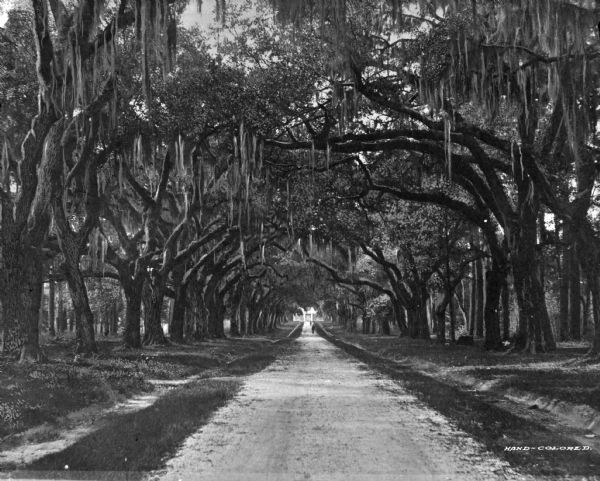 A view looking down a dirt road leading to what appears to be a house.  The road is bordered by large oak trees with Spanish moss hanging from their limbs.