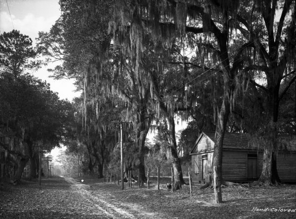A view of Old Dorchester Road, a small dirt, country road with a small wooden structure or house one one side, and lined with trees and telephone poles on both sides. Spanish moss can be seen hanging from the trees.