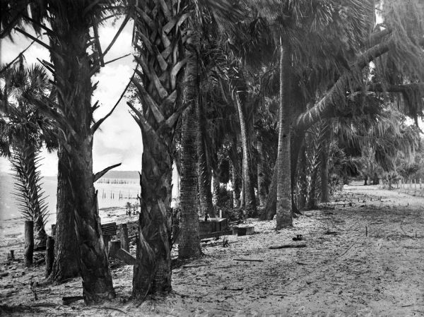 View of a beach through a line of palm trees, and a dirt road.