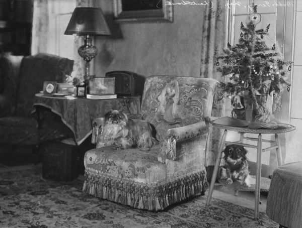 View of living room featuring an elaborately upholstered armchair, a small decorated Christmas tree atop a table, and two long-haired lap dogs posing on the furniture.