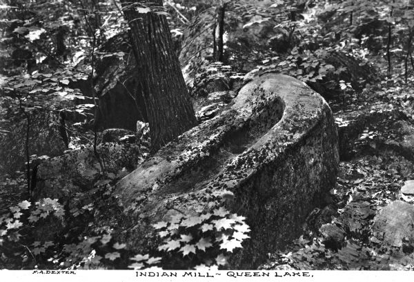 View of a large carved rock on a forest floor surrounded by maple tree saplings. The rock has carved indentations for use as a mortar stone and was probably used in the past by Native Americans for grinding corn. Caption at bottom reads: "Indian Mill ~ Queen Lake."