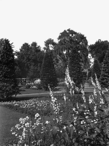 View of garden at the Walhall Estate featuring evergreen shrubs, foxglove, daisies and columbines. In the background are trees and a fountain with a sculpture of a dancing woman.