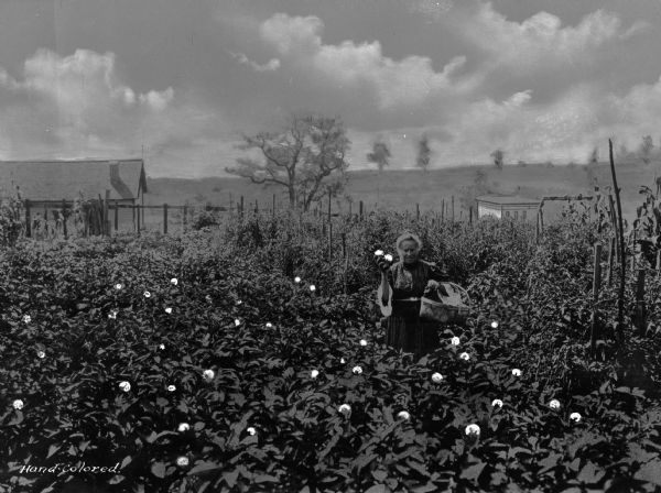 View of a family garden in the company town of Consolidation Coal Company. A woman with a basket stands in the middle of the garden holding up produce. The garden is growing tomatoes and corn.