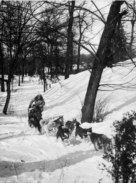 Seven Huskies pull a dog sled through the snowy woods.  A musher stands on the back of the sled while a woman wrapped in a blanket sits on the sled.