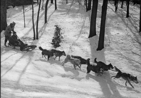 Seven huskies pull a dogsled through the snowy woods, view from the side. A musher stands on the back runners while a woman, wrapped in a blanket, sits on the sled.