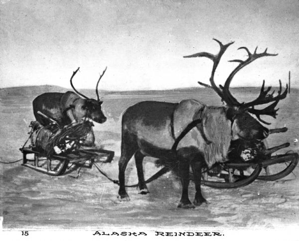 Two antlered sled-pulling caribou rest in a snowy field next to sleds carrying packs. Caption reads: "Alaska Reindeer."