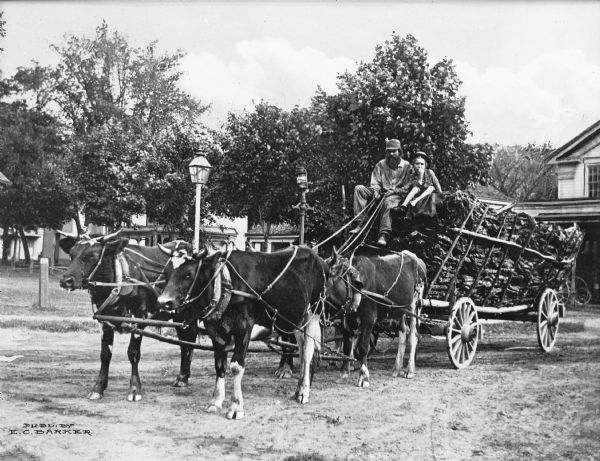 View of four oxen pulling a wagon full of firewood on a dirt road.  Trees, houses and lampposts are visible in the background. A man with a child sitting next to him is driving the wagon.