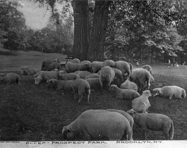 Sheep grazing and resting by a tree in a park with rolling hills. Caption reads, "Hand Colored, Sheep - Prospect Park. Brooklyn, N.Y."