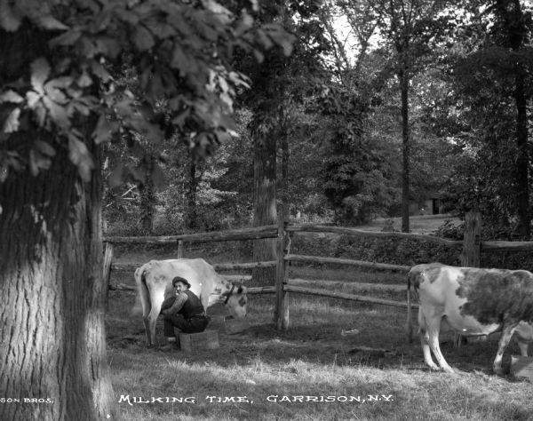 A man milks a cow by a fence, while looking at the camera. Another cow stands to the right. Trees are all around the area,with a house visible in the background. Caption reads: "Milking Time, Garrison, N.Y."