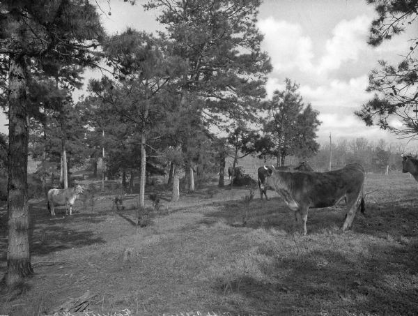 Cattle grazing amidst the trees.