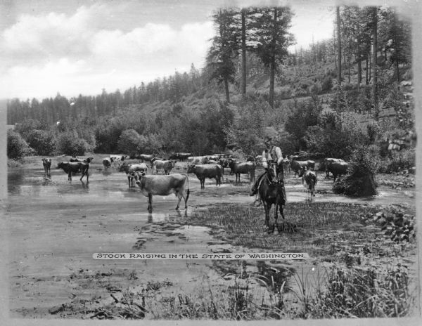 Cattle drinking water. Trees and hills surround the area. A farmhand (cowboy) sits on his horse, looking at the camera. Caption reads: "Stock Raising in the State of Washington."