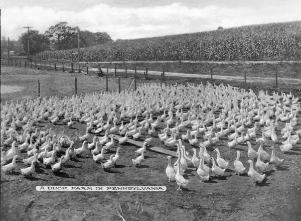 A view of a fenced area with ducks. Across the road is a cornfield. A telephone or electric line runs along the road from the right into the distance on the left. Caption reads: "A Duck Farm in Pennsylvania."