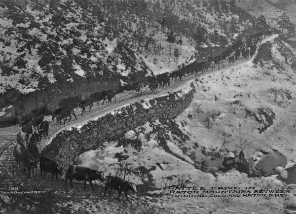 View looking down at a cattle drive in the Raton Mountains that extends from the foreground and into the background. The cattle descend the winding trail. Snow and trees cover the hill and slope on the sides of the road. Caption reads: "Cattle Drive in Raton Mountains between Trinidad, Colo. and Raton, N. Mex."