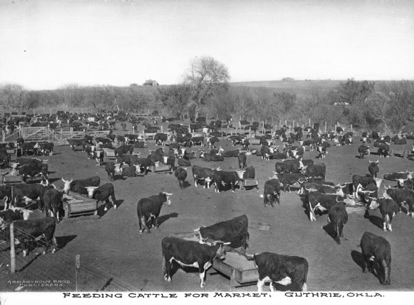 Elevated view of cattle eating from large, square troughs. There are multiple pens, along with a farmhouse and open land in the background. Caption reads: "Feeding Cattle for Market, Guthrie, Okla."