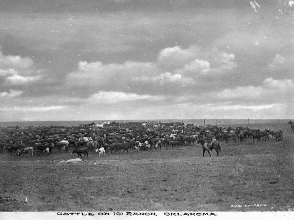 View across field toward a group of cattle, with a farmhand to the right. A cow is laying on the ground in front of the herd. Caption reads: "Cattle on 101 Ranch, Oklahoma."

