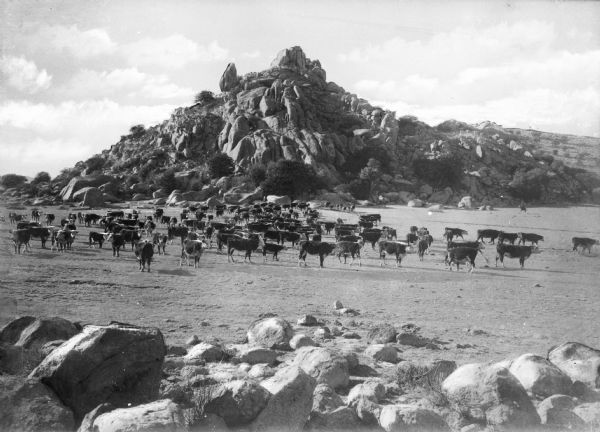 Cattle are grazing in the middle ground, with large boulders in the foreground. In the background is a rocky foothill.
