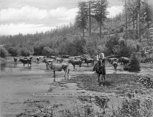 A cowhand poses for the camera while the cattle drink at a stream.  Trees and shrubs are on the hills surrounding the stream. Caption reads: "Stock Raising in the State of Washington."