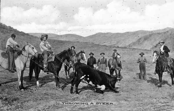 Ranch hands throwing a roped steer on a hillside. The steer is in the center of three ranch hands on horseback who have put ropes around its legs. Other men stand behind the steer and watch. Caption reads: "Throwing a Steer."