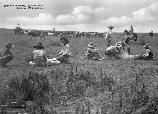 A group of ranch hands brand cattle. Two cows are being branded in the foreground, and three men are with the cow on the left. Four men are grouped around the cow on the right. One ranch hand sits between the two groups while others in the background monitor the herd. Caption reads: "Branding Scene, New Mexico."