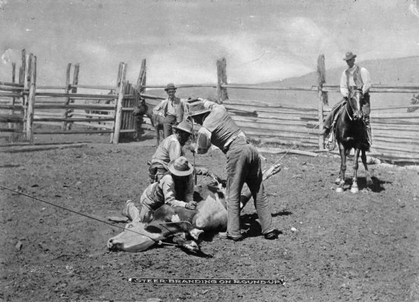 A view of ranch hands branding a steer in a fenced enclosure. One man  has roped the steer by the back legs; another man has roped the front and another man wields the brand. Behind the three men is another man standing, and another man on horseback. Caption reads: "Steer Branding on Round Up."