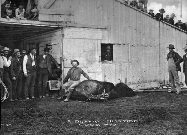 Many ranch hands posing in, and in front of, a barn, with a buffalo tied up on the ground. A woman and many children the second floor of the barn are looking down at the animal. The buffalo has all four legs tied together, laying on the ground while a man sits on it. Caption reads: "A Buffalo 'Hog Tied' Cody, Wyo."