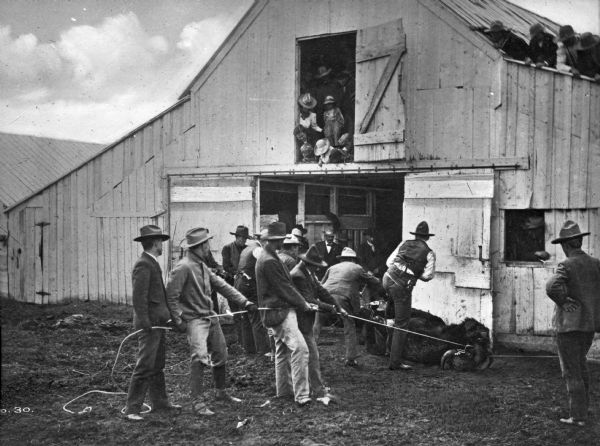 Ranch hands in the process of hog-tying a buffalo. Men, women, and children watch from inside the barn on the first and second floors and from the roof. A group of approximately nine men are pulling on the rope attached to the buffalo.