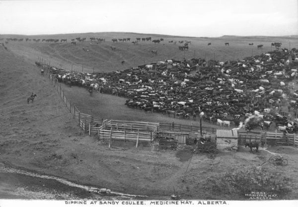 Elevated view from hill of a herd of cattle. A ranch hand monitors the cattle in the fenced section, while one man watches from outside the pen. In the background other cattle are at the top of a hill. In the foreground is a small log structure with smoke coming from its chimney, a few wagons, and a horse. Caption reads: "Dipping at Sandy Coulee, Medicine Hat, Alberta."