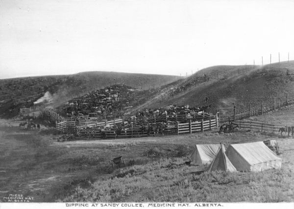 Elevated view from hill of cattle in fenced areas. Horses and wagonsare on the left, along with a small log building with a smoking chimney. In the foreground to the right are three tents. Caption reads: "Dipping at Sandy Coulee, Medicine Hat, Alberta."