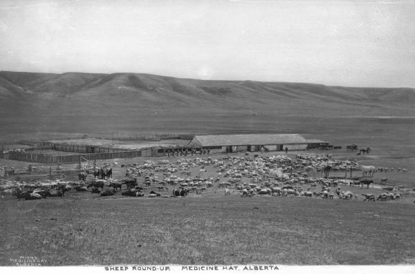 Elevated view from hill of sheep and cattle grazing in an open area. The cows congregate on the left side of the scene while the sheep are spread in the middle and right sides. In the center are fences and a long outbuilding/barn. Hill are in the background. Caption reads: "Sheep Round-Up Medicine Hat, Alberta."