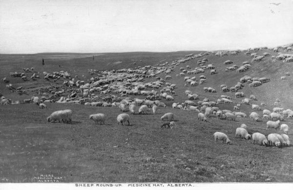 View of sheep grazing on a hill. Behind the large herd are two ranch hands and two dogs. Caption reads: "Sheep Round-Up. Medicine Hat, Alberta."