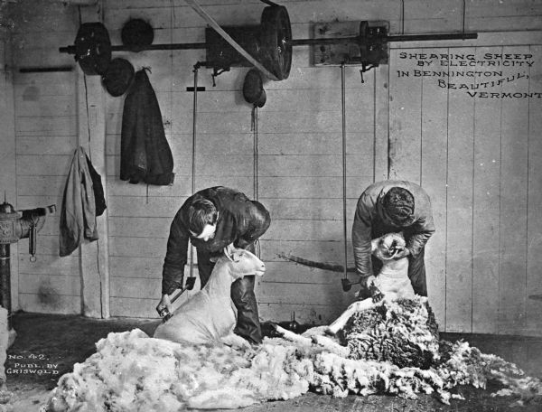Two men shearing sheep indoors. Two coats are hanging on the wall on the left. The shearers electrical system and/or motor that powers the electric razors are mounted on the wall near the ceiling. Each man has a sheep that is partially shaven, with the fleece piled on the floor.  Caption reads: "Shearing Sheep by Electricity in Bennington Beautiful, Vermont."