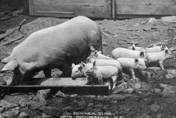 Pigs eating at a trough. The sow eats at the left, taking up most of the scene, while her nine offspring (piglets) eat or stand to the right. Caption reads: "Dinner Time Near Monticello, N.Y."