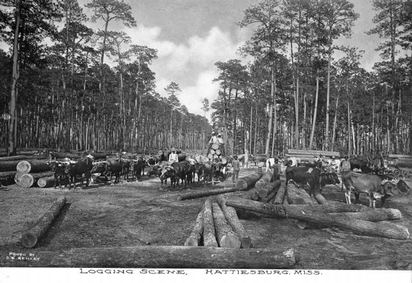 A view of a logging scene. White and African American workers are posing for a group portrait. Oxen are pulling logs, and other large logs are piled on both the left and righ. The forest and the area cleared is in the background. Caption reads: "Logging Scene, Hattiesburg, Miss."