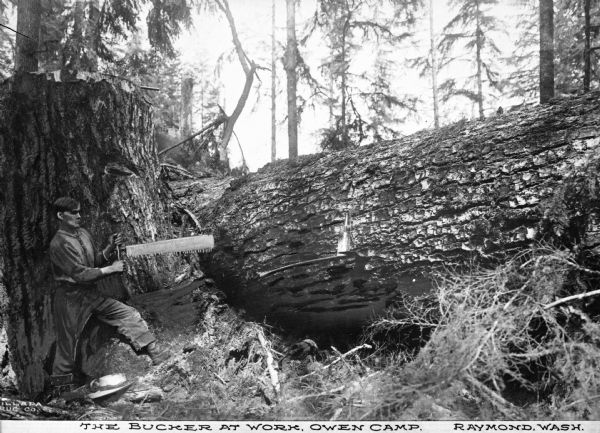 A man is standing next to a large, fallen tree holding out a saw against the log. Directly behind him is the stump. Caption reads: "The Bucker at Work, Owen Camp, Raymond, Wash."