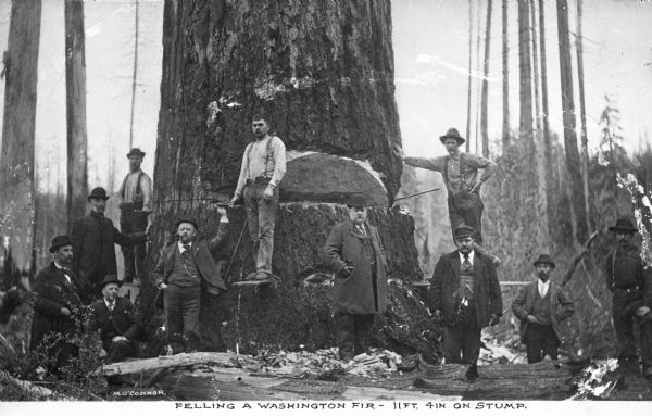 Group portrait of men with a large fir tree. Men wearing suits, and three lumberjacks wearing work clothes are standing near the tree. In the background are sparse tree trunks in an area being cleared. Caption reads: "Felling a Washington Fir — 11 FT. 4 IN on Stump."