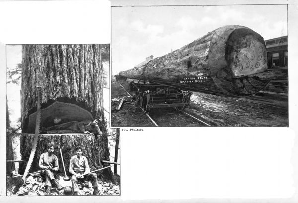 Two views in postcard format. The view on left is of two lumberjacks sitting in front of a tree, each holding an axe. To the left is a large saw used for felling trees. A third lumberjack lays on the tree stump, inside of a wedge hacked out of the trunk. The view on right is of a large log waiting to be shipped out by rail. To the left in front of the log is a railroad cart, and behind the log is a railroad car. Printed on the log: "Length 132 ft. Diameter 8 ft. 5 in."