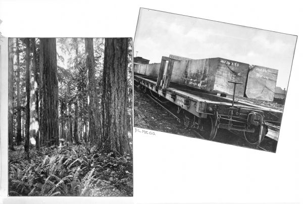 A postcard with two views functioning as a "before" and "after" of forestry. The view on the left features a man standing in the distance among large trees in a forest with ferns and shrubs covering the ground. The right view features trees that have been cut down and processed into long, rectangular pieces that sit on railroad cars, waiting to be shipped. Printed on the left log: "36 x 36 x 80." Printed on the right log: "36 x 36 ins. 80 ft. long."