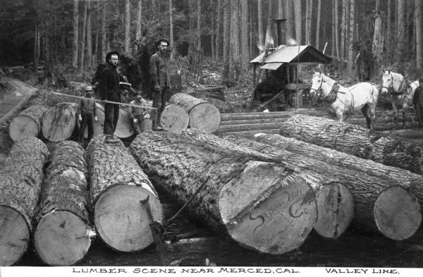 A view of two men standing on, and two men in front of, numerous logs.  One man holds a long ruler for measuring the logs' diameters. A small covered work area with a chimney is in the right background. In front of this are two white horses, with a man standing next to them. Burned onto the center log is the name "Stimson Mill," with "Old Sullivan" burned below it. Caption reads: "Lumber Scene Near Merced, Cal. Valley Line."