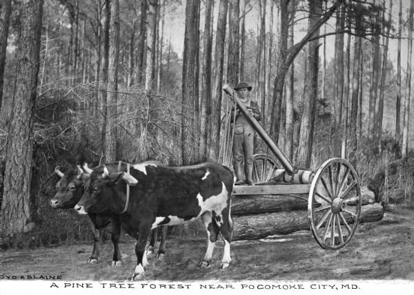 Oxen haul a cart near a stack of logs. A man stands on top of the cart. In the background is the forest. Caption reads: "A Pine Tree Forest near Pocomoke City, MD."