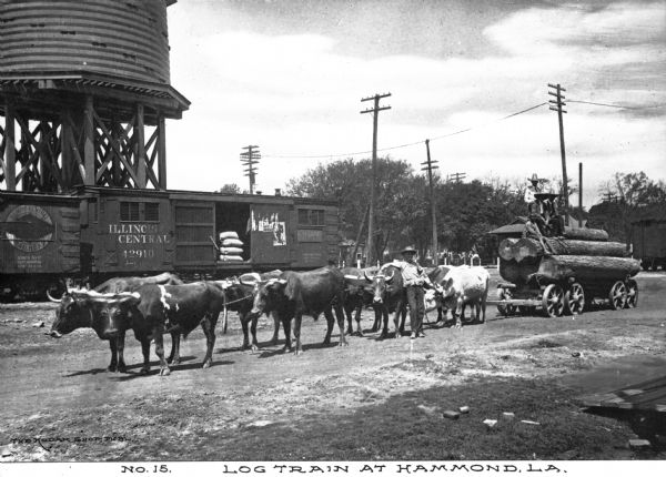 A team of eight oxen pulling a wagon filled with logs. One man is standing by the side of the oxen, while three other men wearing large hats and an African American youth are sitting on the logs. On the left is a water tank and one car from the Illinois Central line. Caption reads: "Log Train at Hammond, LA."