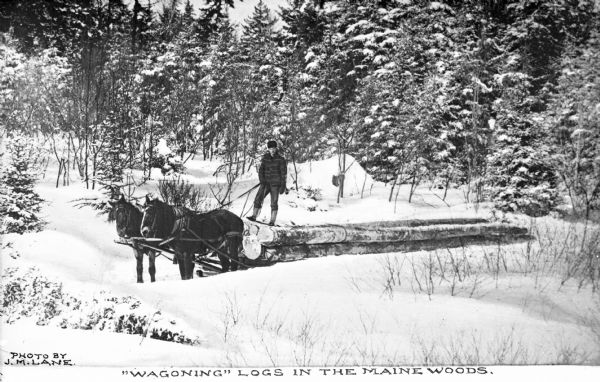 View across snow-covered ground toward a man posing on top of a stack of logs while holding the reins of the horses who are pulling. In the background are snow-covered trees. Caption reads: "'Wagoning' Logs in the Maine Woods."
