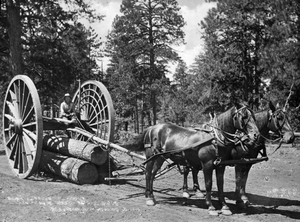 Horses pulling three logs on a wagon which has large wheels. A man is sitting on the wheel axle. In the background is a forest. Words have been scratched out, but the negative caption reads: "Hauling Logs on the Big Wheels, Flagstaff, Ariz."